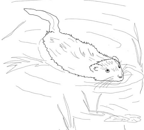 Muskrat Swimming In A Pool Coloring Page